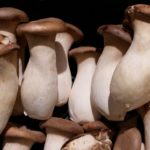 mushrooms-2151120_1920